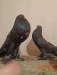 Black prominum pouter pigeon